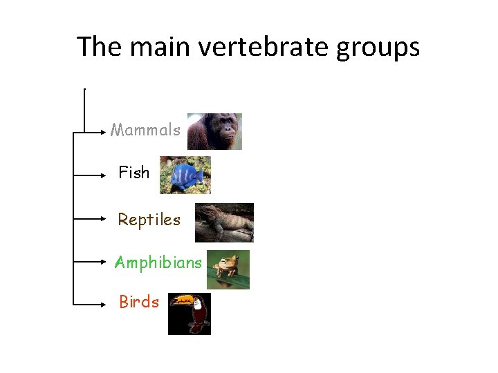 The main vertebrate groups Mammals Fish Reptiles Amphibians Birds 