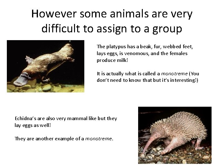 However some animals are very difficult to assign to a group The platypus has