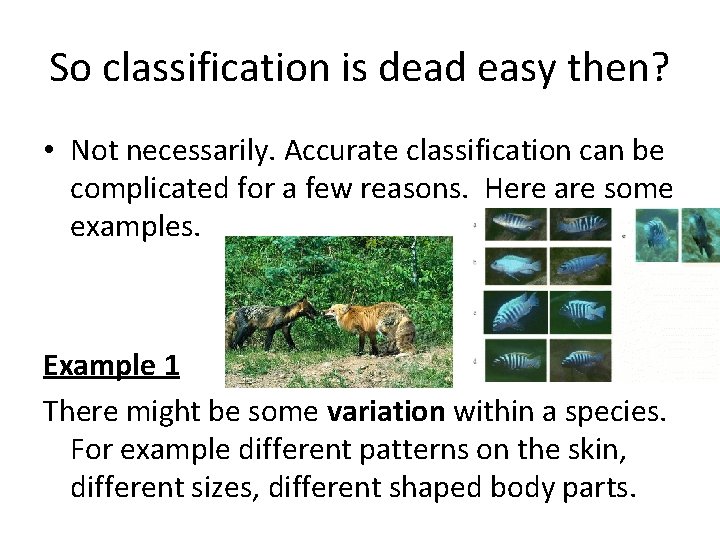 So classification is dead easy then? • Not necessarily. Accurate classification can be complicated