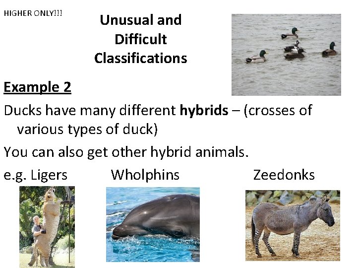 HIGHER ONLY!!! Unusual and Difficult Classifications Example 2 Ducks have many different hybrids –