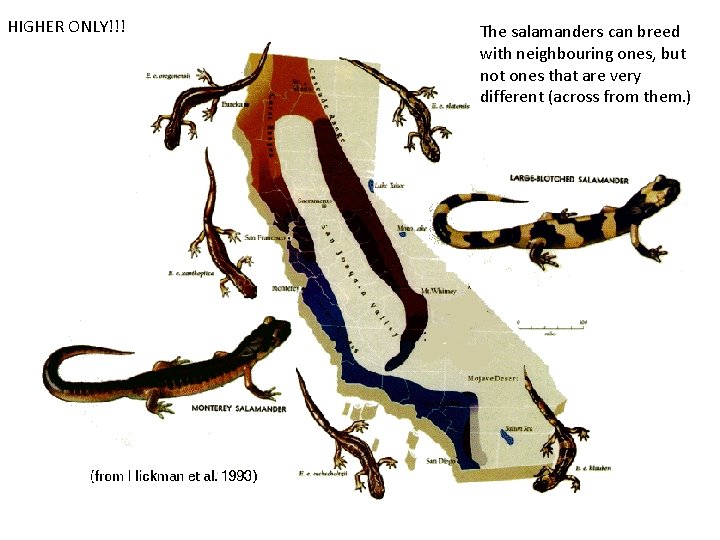 HIGHER ONLY!!! The salamanders can breed with neighbouring ones, but not ones that are