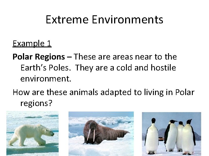 Extreme Environments Example 1 Polar Regions – These areas near to the Earth’s Poles.