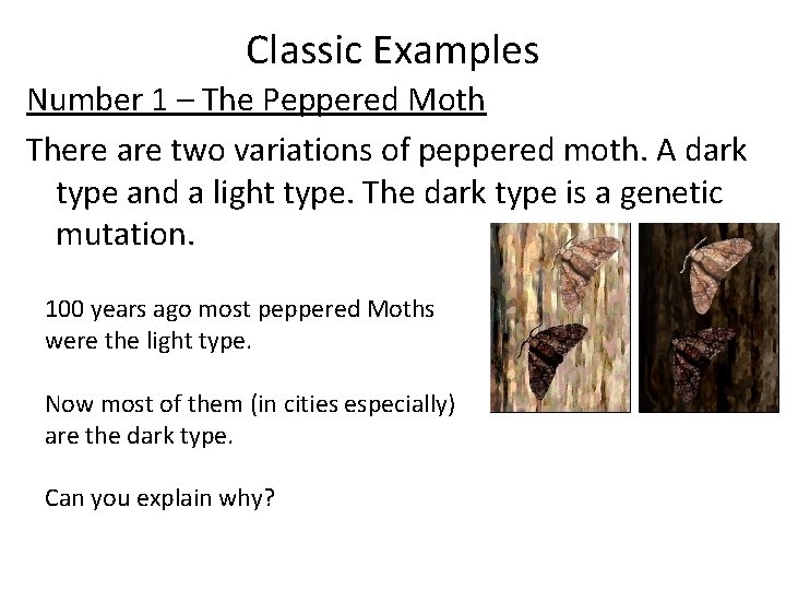 Classic Examples Number 1 – The Peppered Moth There are two variations of peppered