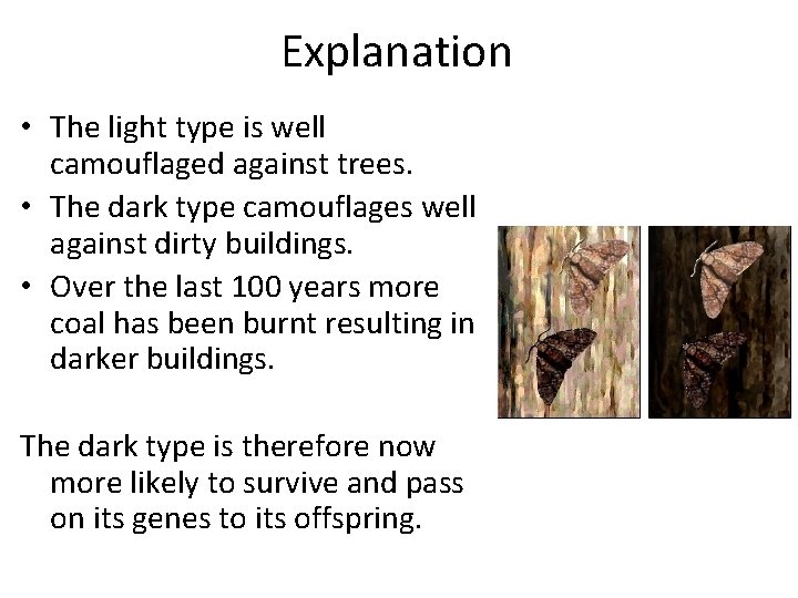 Explanation • The light type is well camouflaged against trees. • The dark type