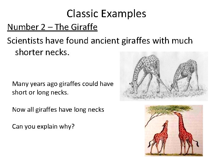 Classic Examples Number 2 – The Giraffe Scientists have found ancient giraffes with much