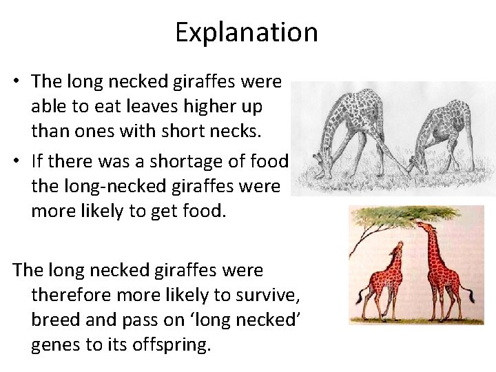Explanation • The long necked giraffes were able to eat leaves higher up than