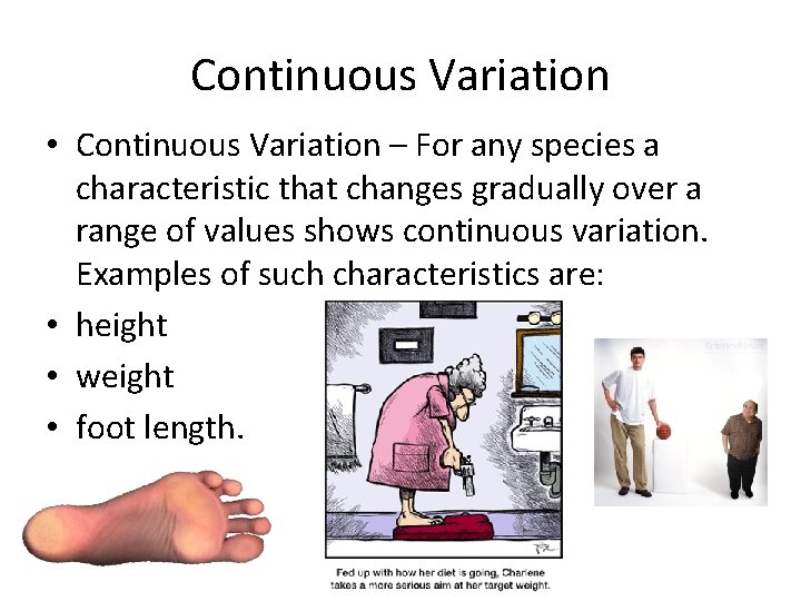 Continuous Variation • Continuous Variation – For any species a characteristic that changes gradually