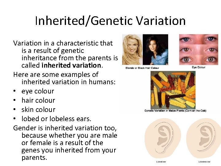 Inherited/Genetic Variation in a characteristic that is a result of genetic inheritance from the