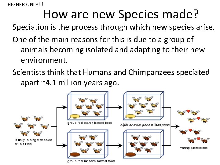 HIGHER ONLY!!! How are new Species made? Speciation is the process through which new