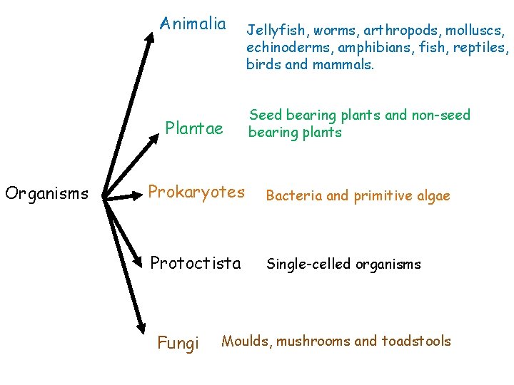 Animalia Organisms Jellyfish, worms, arthropods, molluscs, echinoderms, amphibians, fish, reptiles, birds and mammals. Plantae