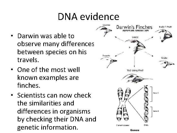 DNA evidence • Darwin was able to observe many differences between species on his