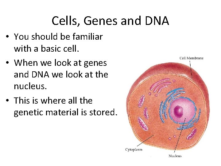 Cells, Genes and DNA • You should be familiar with a basic cell. •