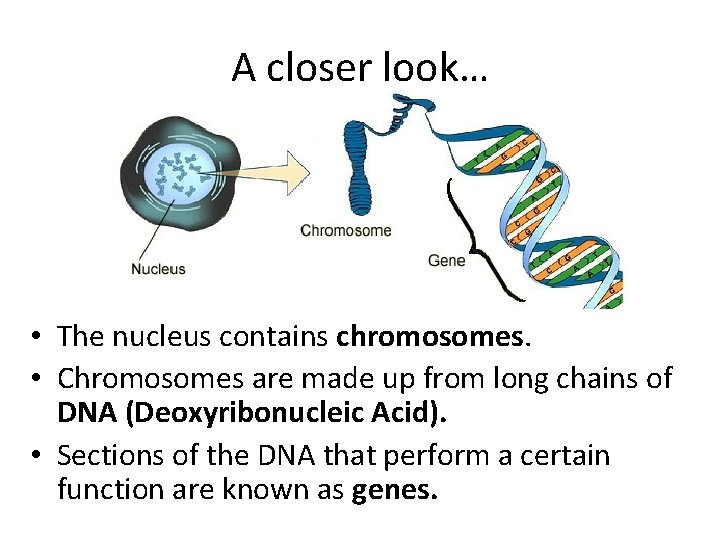 A closer look… • The nucleus contains chromosomes. • Chromosomes are made up from