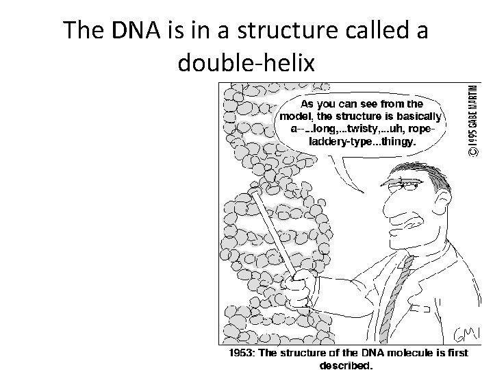 The DNA is in a structure called a double-helix 