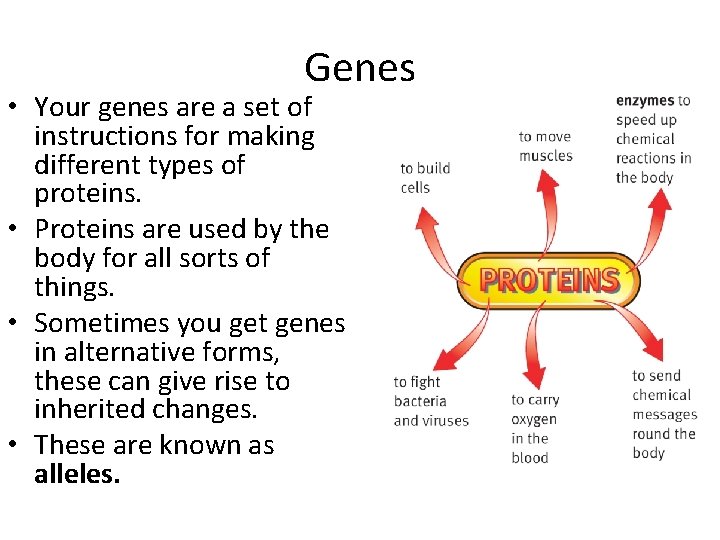 Genes • Your genes are a set of instructions for making different types of