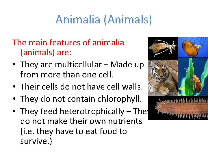 Animalia (Animals) The main features of animalia (animals) are: • They are multicellular –