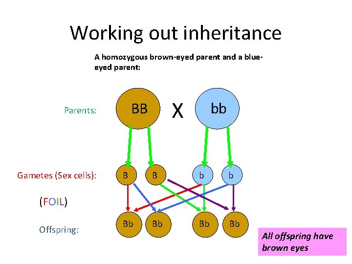 Working out inheritance A homozygous brown-eyed parent and a blueeyed parent: Gametes (Sex cells):