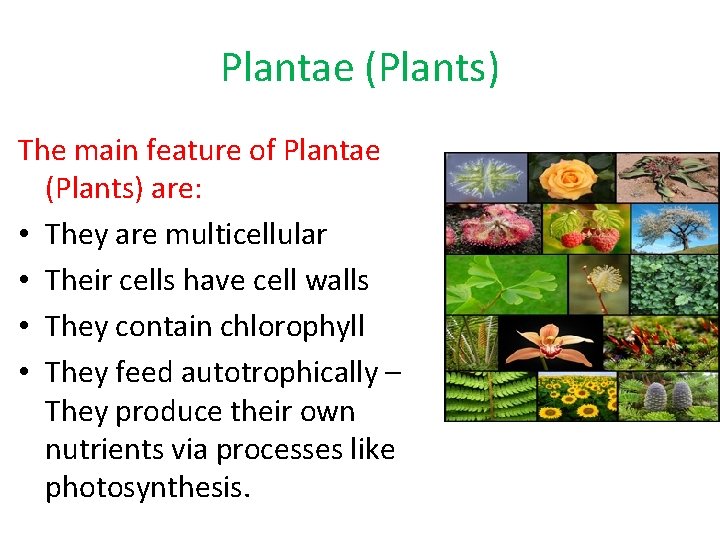 Plantae (Plants) The main feature of Plantae (Plants) are: • They are multicellular •