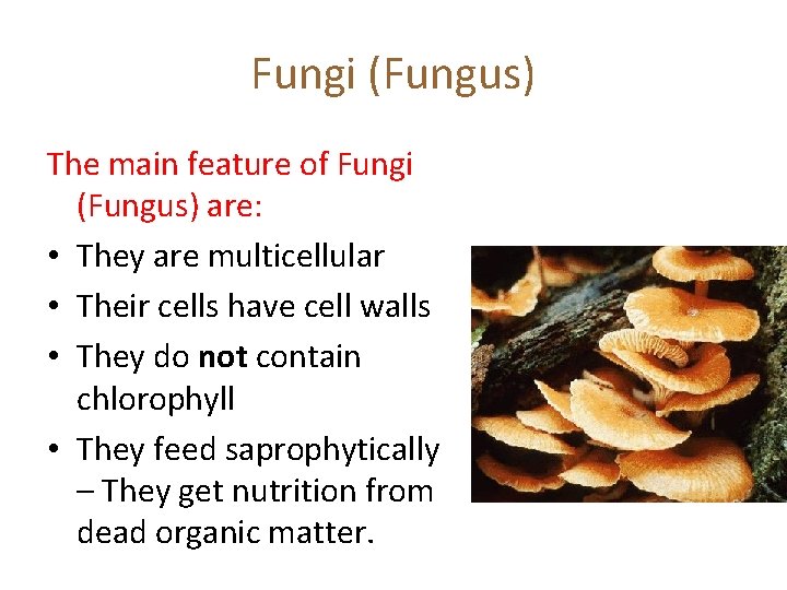 Fungi (Fungus) The main feature of Fungi (Fungus) are: • They are multicellular •