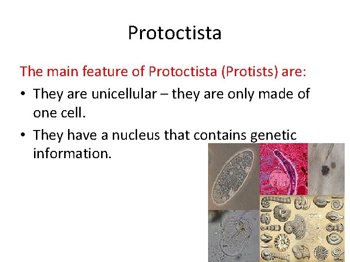 Protoctista The main feature of Protoctista (Protists) are: • They are unicellular – they