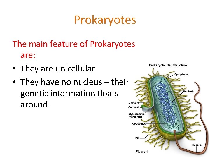 Prokaryotes The main feature of Prokaryotes are: • They are unicellular • They have