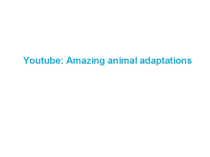 Youtube: Amazing animal adaptations Youtube: Amazing animal adaptations