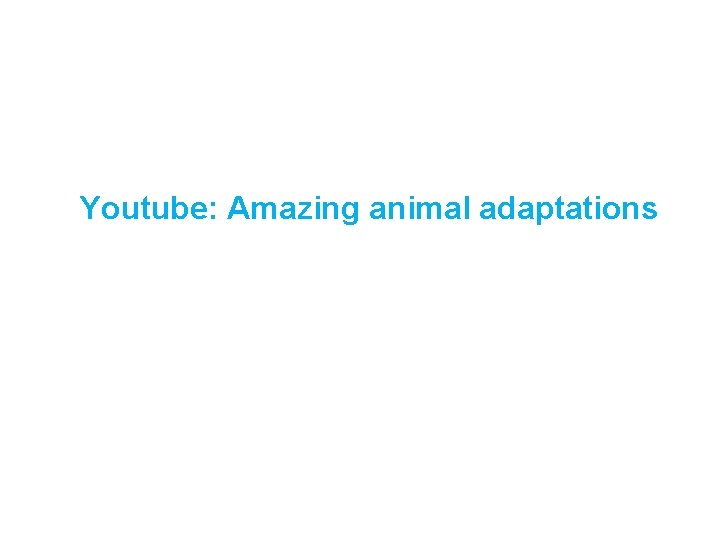 Youtube: Amazing animal adaptations 