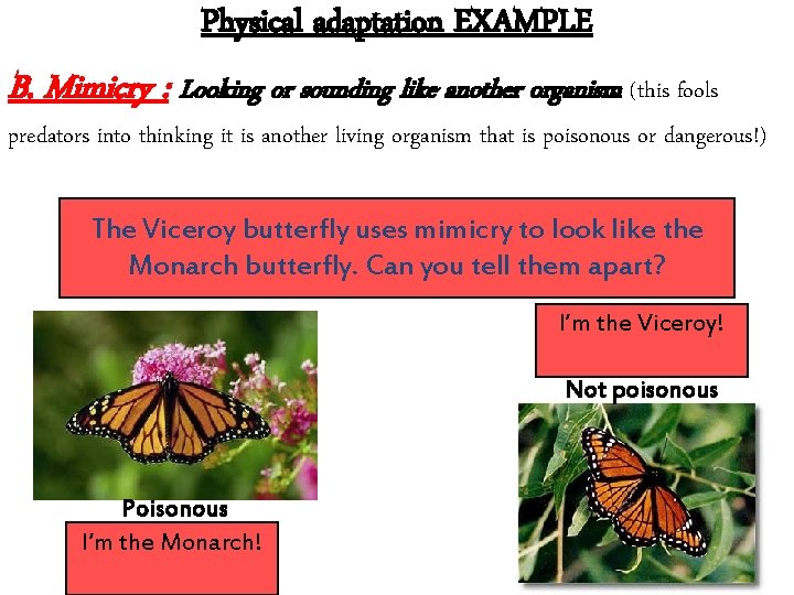Physical adaptation EXAMPLE B. Mimicry : Looking or sounding like another organism (this fools