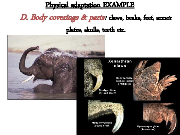 Physical adaptation EXAMPLE D. Body coverings & parts: claws, beaks, feet, armor plates, skulls,