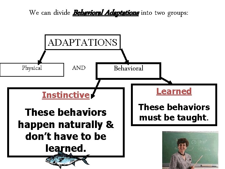 We can divide Behavioral Adaptations into two groups: ADAPTATIONS Physical AND Behavioral Instinctive These