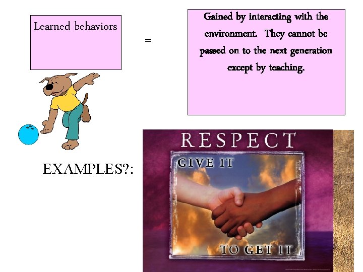 Learned behaviors EXAMPLES? : = Gained by interacting with the environment. They cannot be