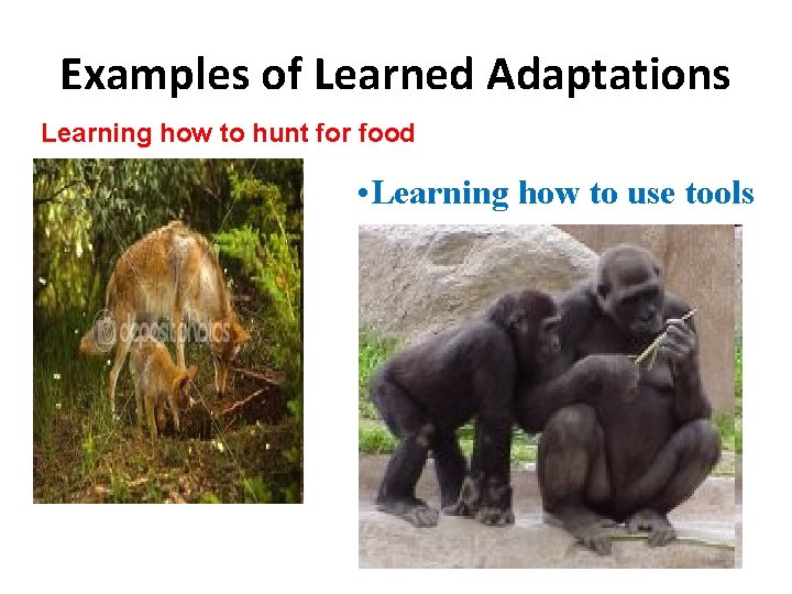 Examples of Learned Adaptations Learning how to hunt for food • Learning how to