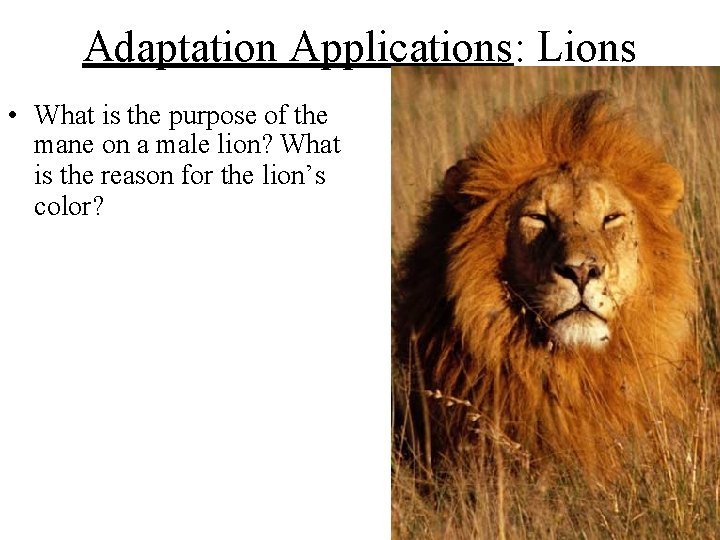 Adaptation Applications: Lions • What is the purpose of the mane on a male