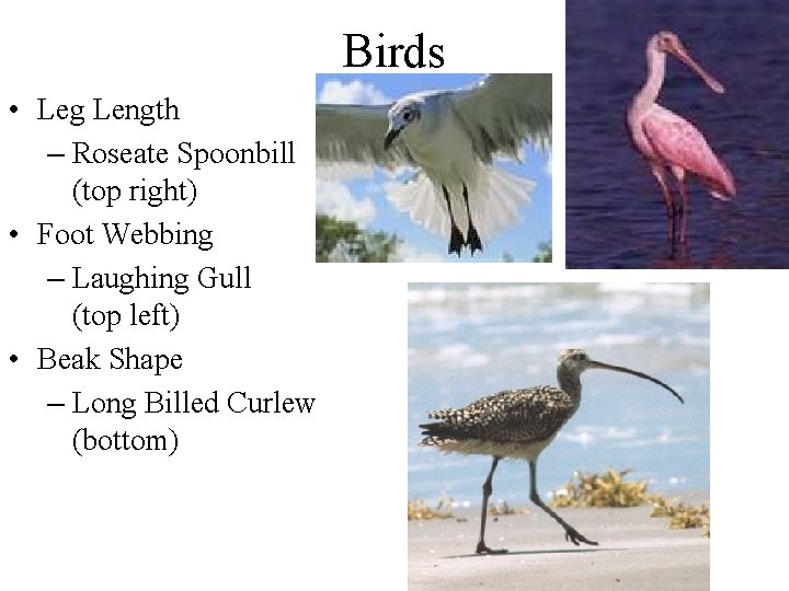Birds • Leg Length – Roseate Spoonbill (top right) • Foot Webbing – Laughing