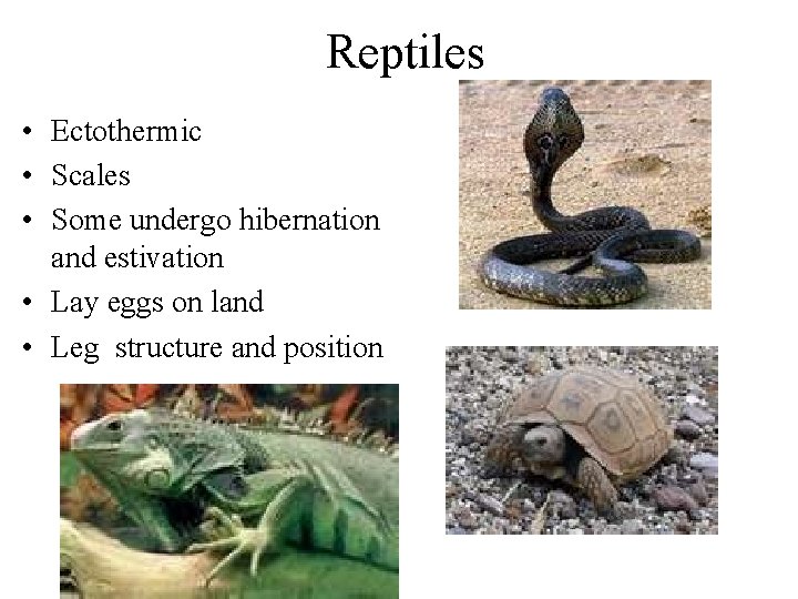 Reptiles • Ectothermic • Scales • Some undergo hibernation and estivation • Lay eggs
