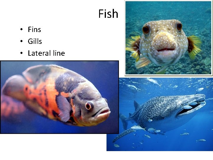 Fish • Fins • Gills • Lateral line 