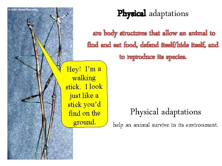 Physical adaptations are body structures that allow an animal to find and eat food,