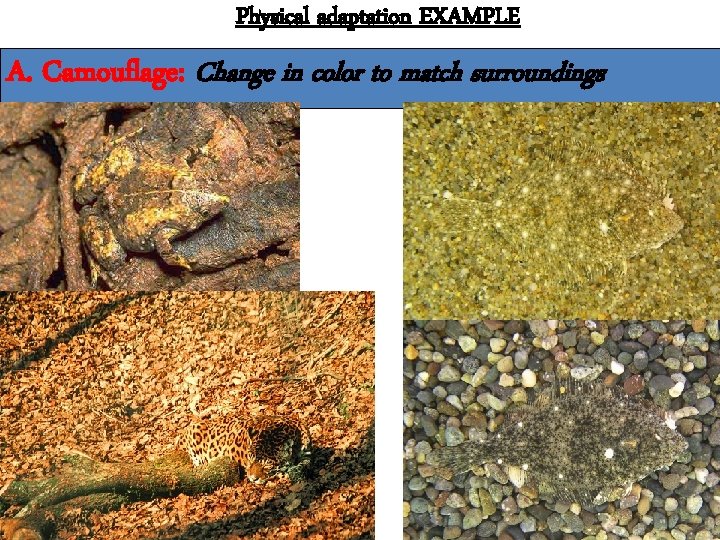 Physical adaptation EXAMPLE A. Camouflage: Change in color to match surroundings 