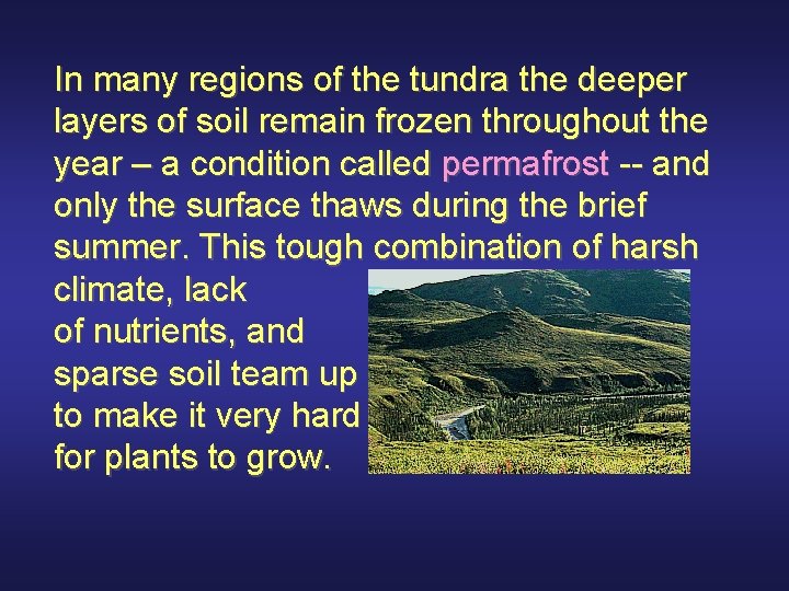 In many regions of the tundra the deeper layers of soil remain frozen throughout