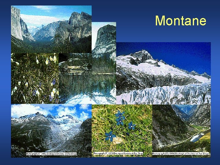 Montane 