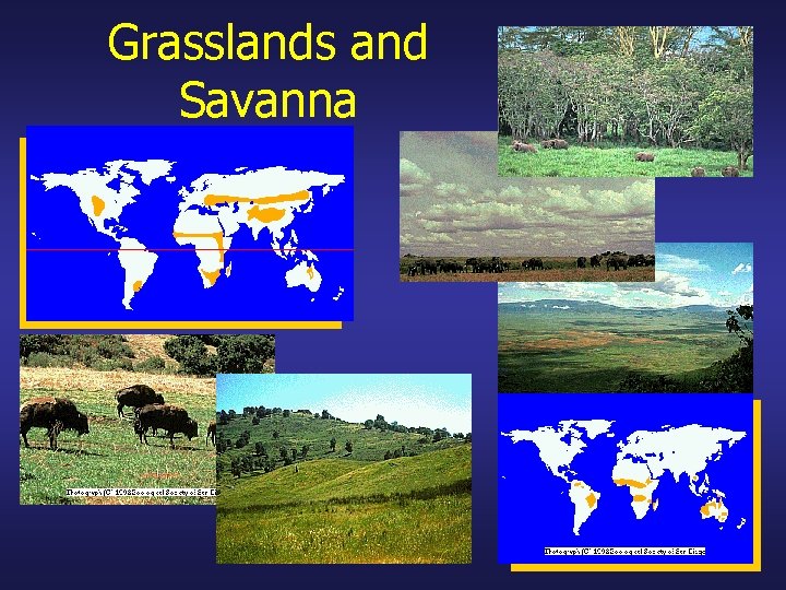 Grasslands and Savanna 