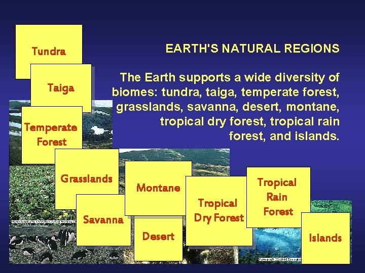 EARTH'S NATURAL REGIONS Tundra Taiga Temperate Forest The Earth supports a wide diversity of