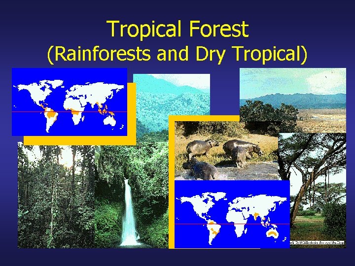 Tropical Forest (Rainforests and Dry Tropical) 