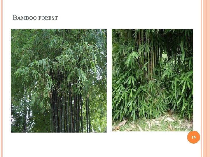 BAMBOO FOREST 14 