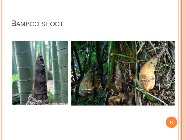 BAMBOO SHOOT 15 