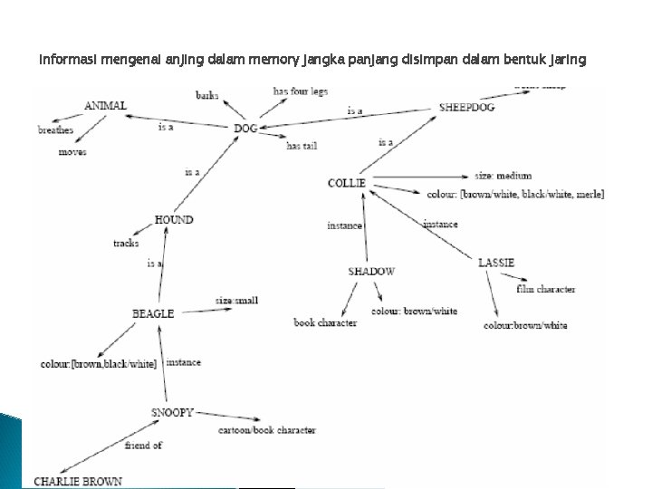 Informasi mengenai anjing dalam memory jangka panjang disimpan dalam bentuk jaring 