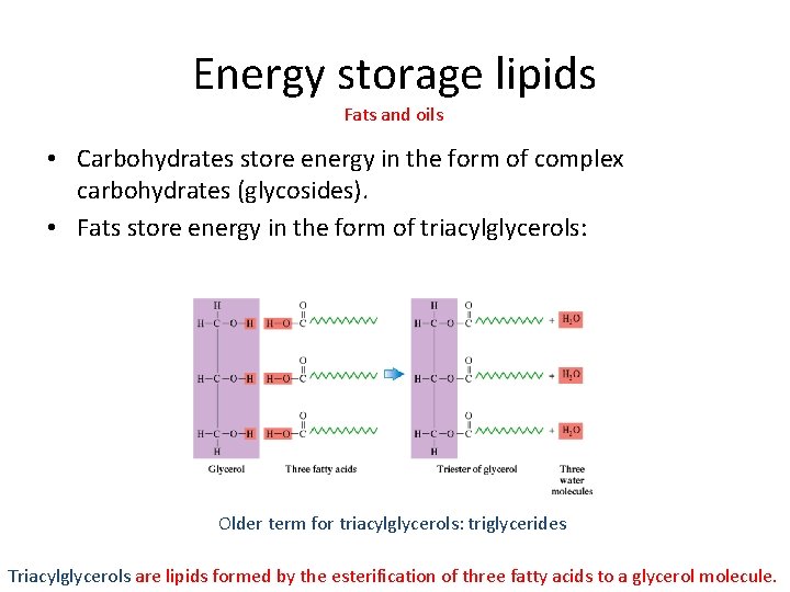 Energy storage lipids Fats and oils • Carbohydrates store energy in the form of