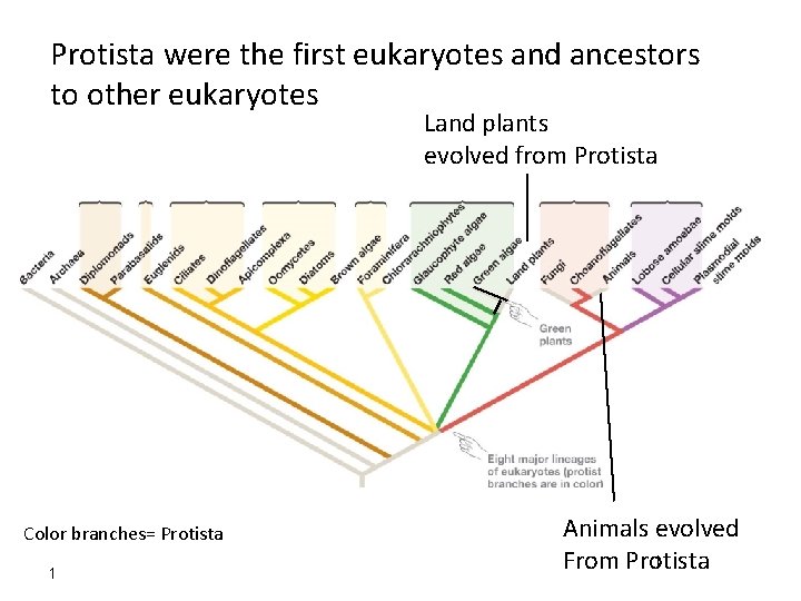 Protista were the first eukaryotes and ancestors to other eukaryotes Land plants evolved from