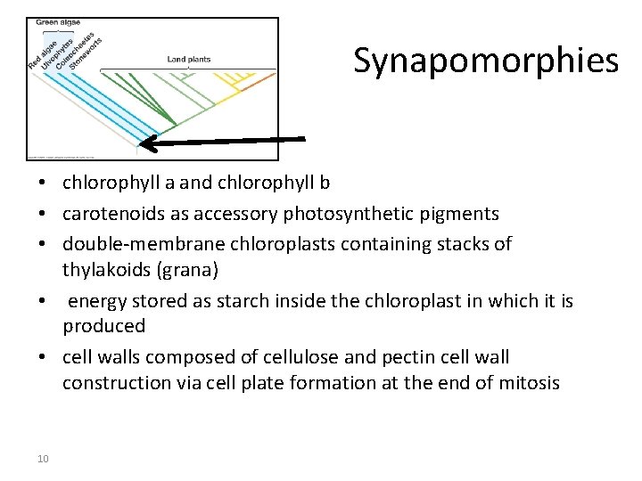 Synapomorphies • chlorophyll a and chlorophyll b • carotenoids as accessory photosynthetic pigments •