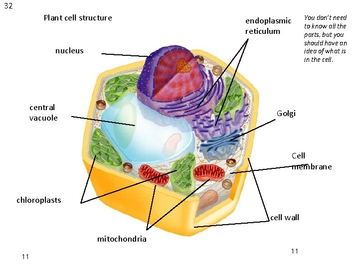 32 Plant cell structure You don’t need to know all the parts, but you